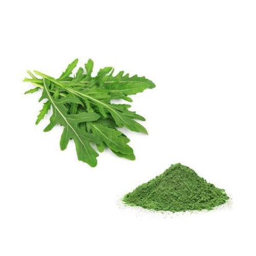 Benefits of Arugula Powder - Wholesale B2B Bulk Suppliers