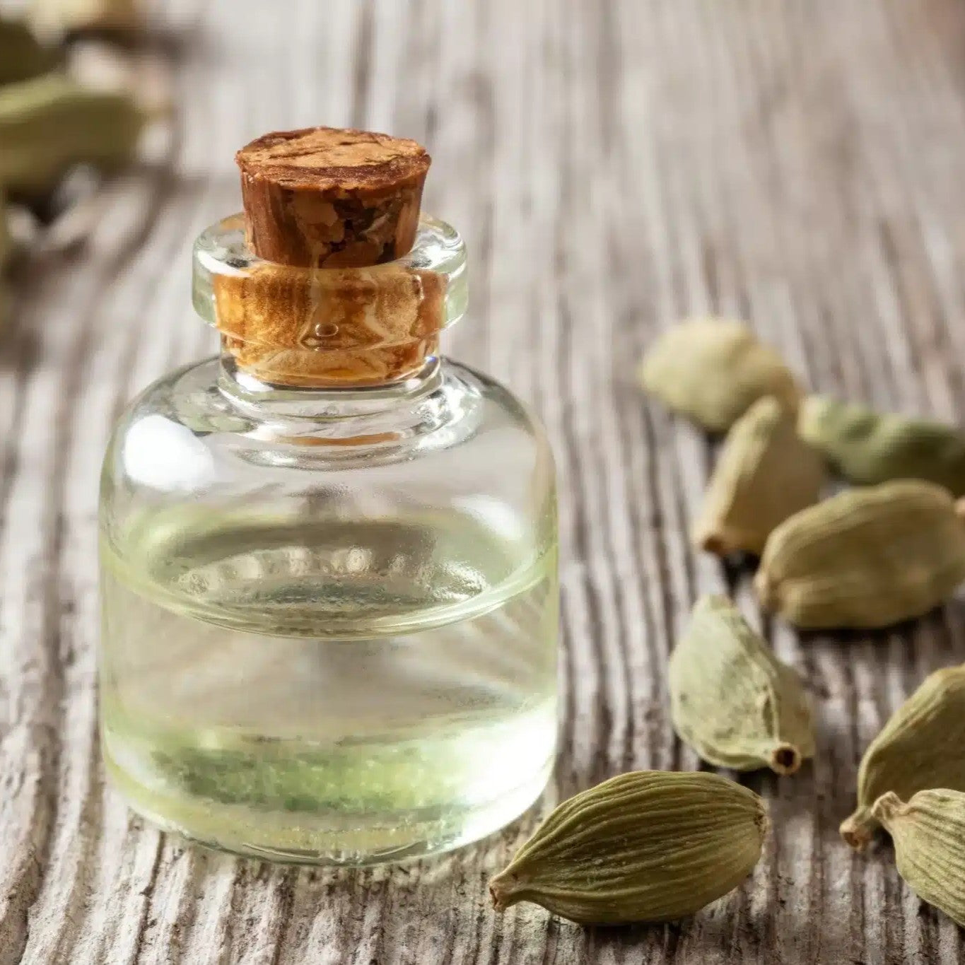 Benefits of Cardamom Essential Oil - Wholesale B2B Bulk Suppliers in Australia and New Zealand