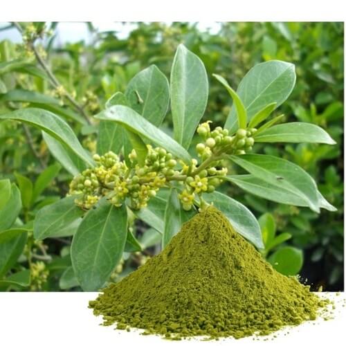 Gymnema Leaf Powder eBay Etsy