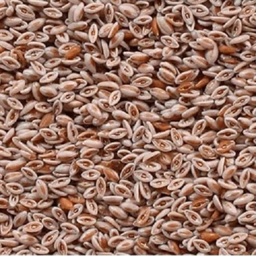 Benefits Of Isabgol Seeds - Wholesale B2B Bulk Suppliers