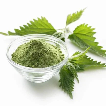 Benefits of Nettle Leaf Powder - Wholesale B2B Bulk Suppliers