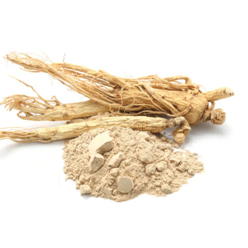 Benefits of Shatavari Root Powder - Wholesale B2B Bulk Suppliers