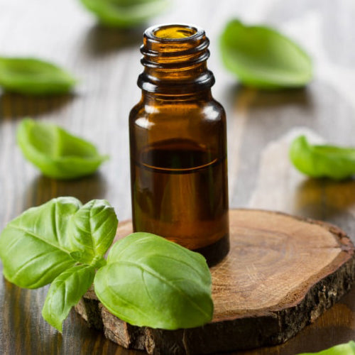 Benefits of Sweet Basil Essential Oil - Wholesale B2B Bulk Suppliers in Australia and New Zealand