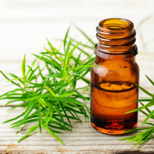 Benefits of Tea Tree Essential Oil - Wholesale B2B Bulk Suppliers in Australia and New Zealand