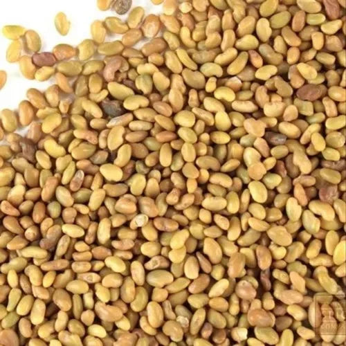 Benefits of Alfalfa Seeds - Wholesale B2B Bulk Suppliers in Australia and New Zealand