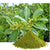 Everything You Need to Know About Buying Gymnema Leaf Powder from Medikonda.com