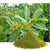 Benefits of Gymnema Leaf Powder - Wholesale B2B Bulk Suppliers in Australia and New Zealand
