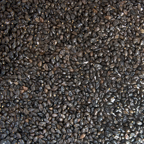 Comfrey Seeds